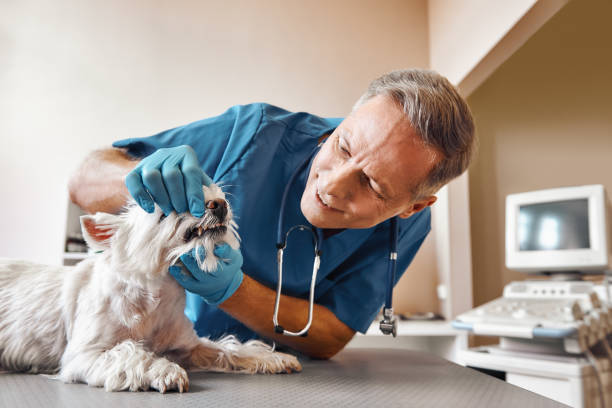 Best Pediatric Emergency Dentist in Valdese, NC